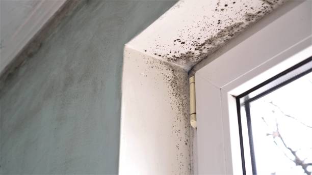Best Biohazard Mold Removal  in Glassboro, NJ