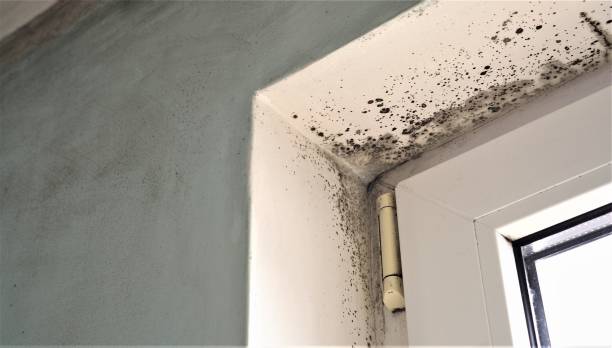 Best Commercial Mold Inspection  in Glassboro, NJ