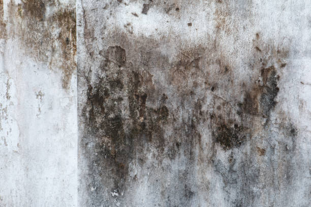 Best Attic Mold Removal  in Glassboro, NJ