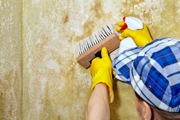 Best Black Mold Removal  in Glassboro, NJ