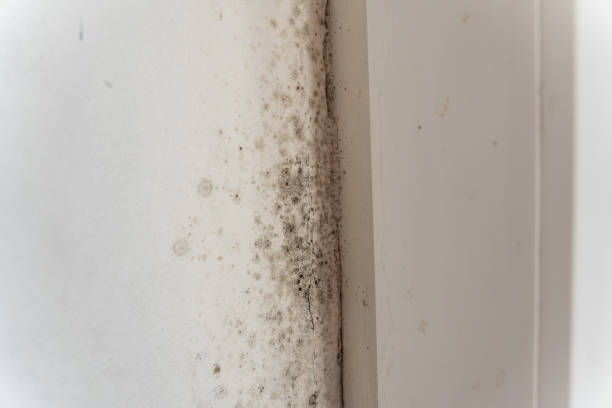 Best Residential Mold Inspection & Testing  in Glassboro, NJ