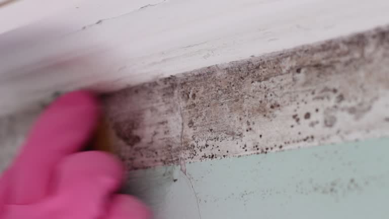 Environmental Consulting for Mold Prevention in Glassboro, NJ
